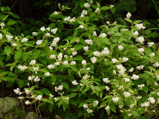 {Ceanothus americanus}